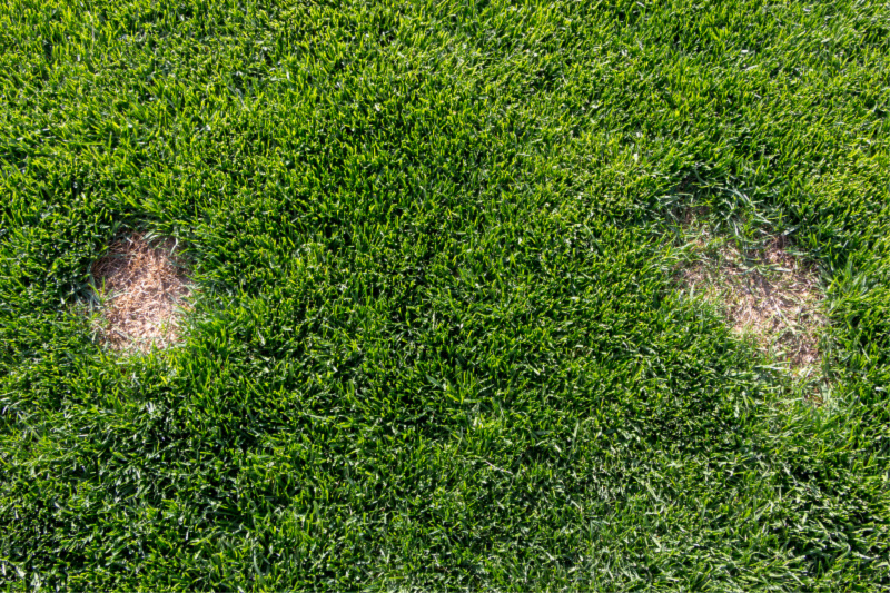 turf sunshine coast, turf disease, lawn disease, dollar spot